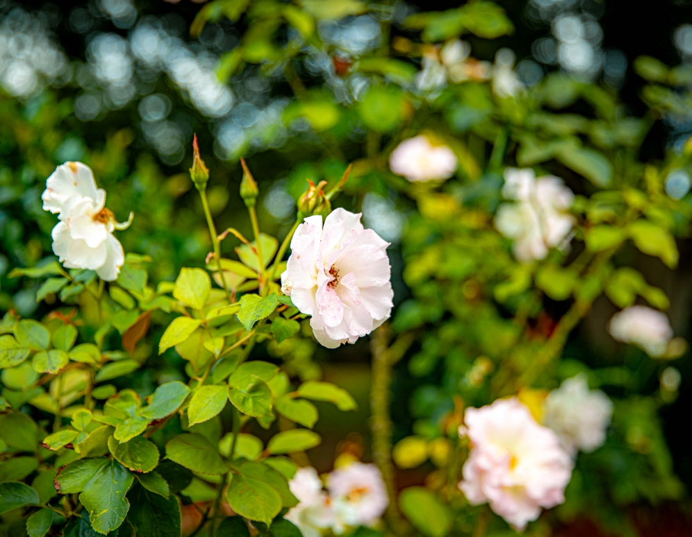 beautiful garden