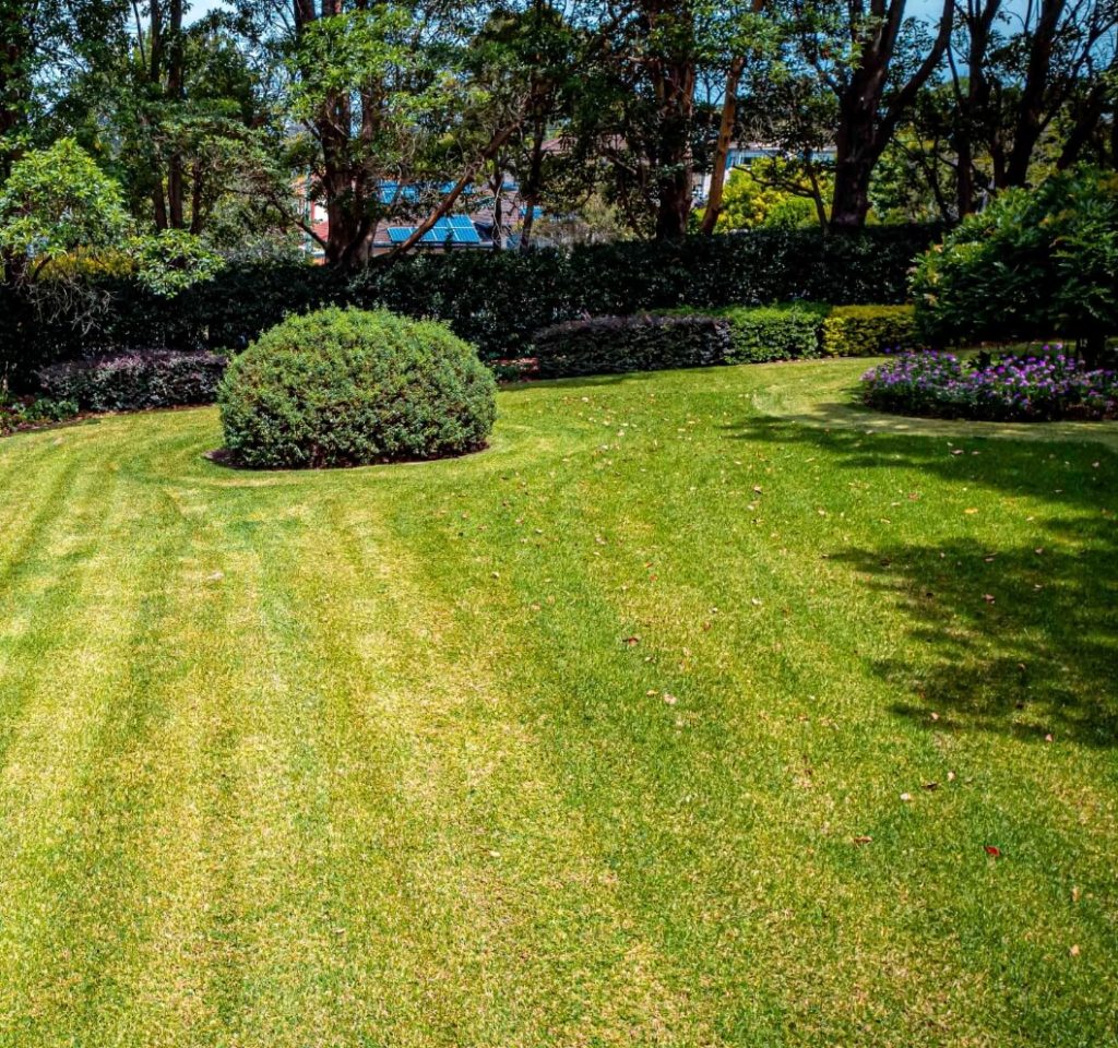 freshly cut lawn